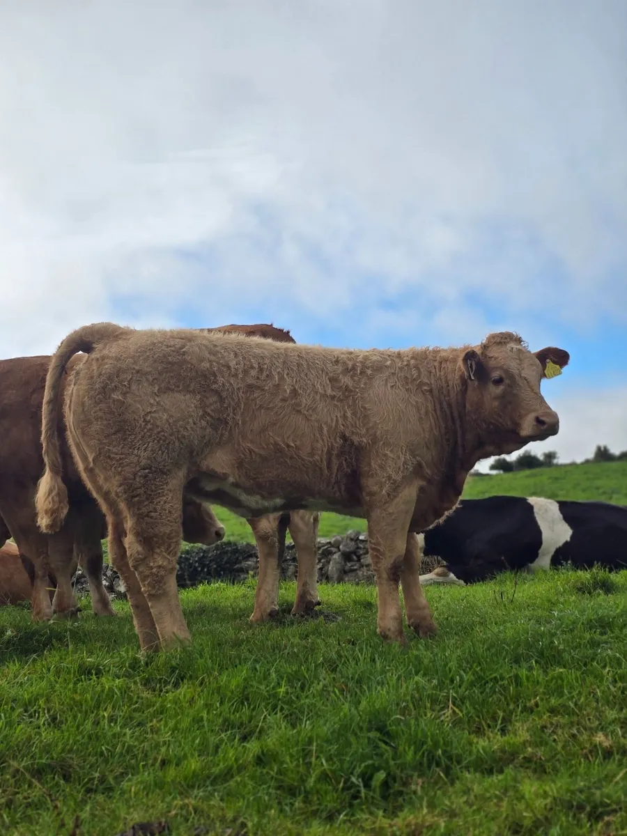 8 Heifer Weanlings For Sale in Balla Mart - Image 4