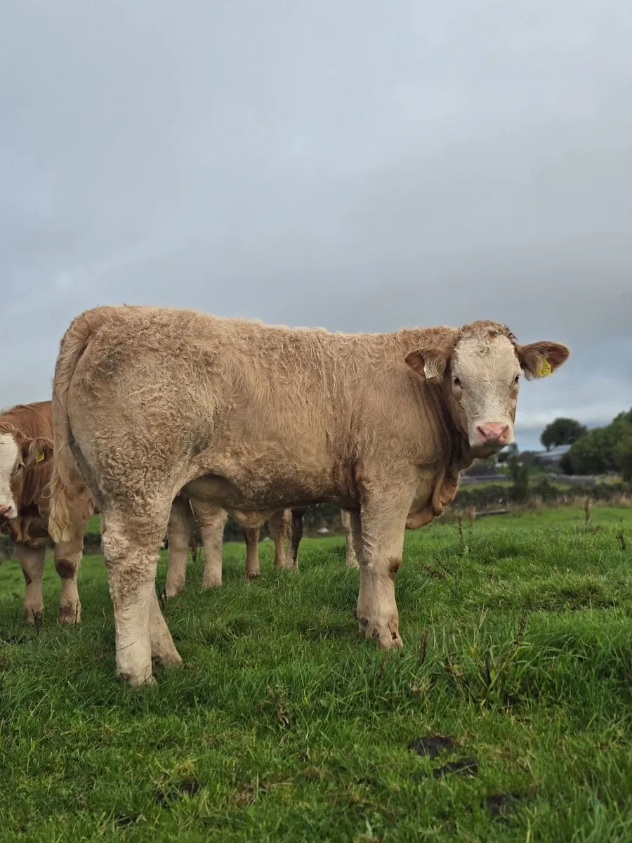 8 Heifer Weanlings For Sale in Balla Mart - Image 3