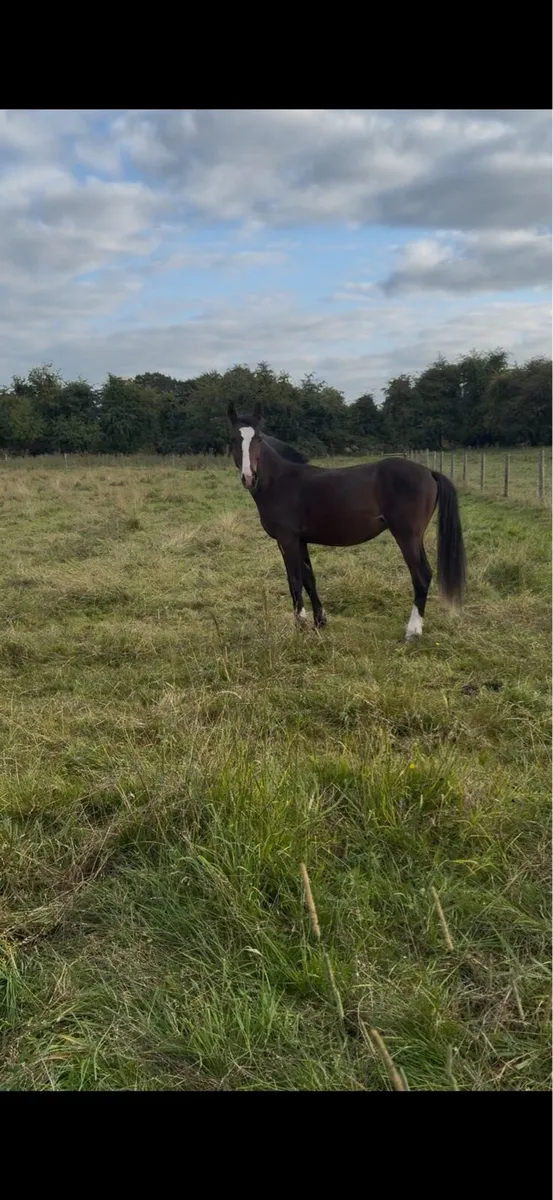 Year and half old colt - Image 1