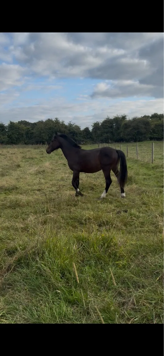 Year and half old colt - Image 2