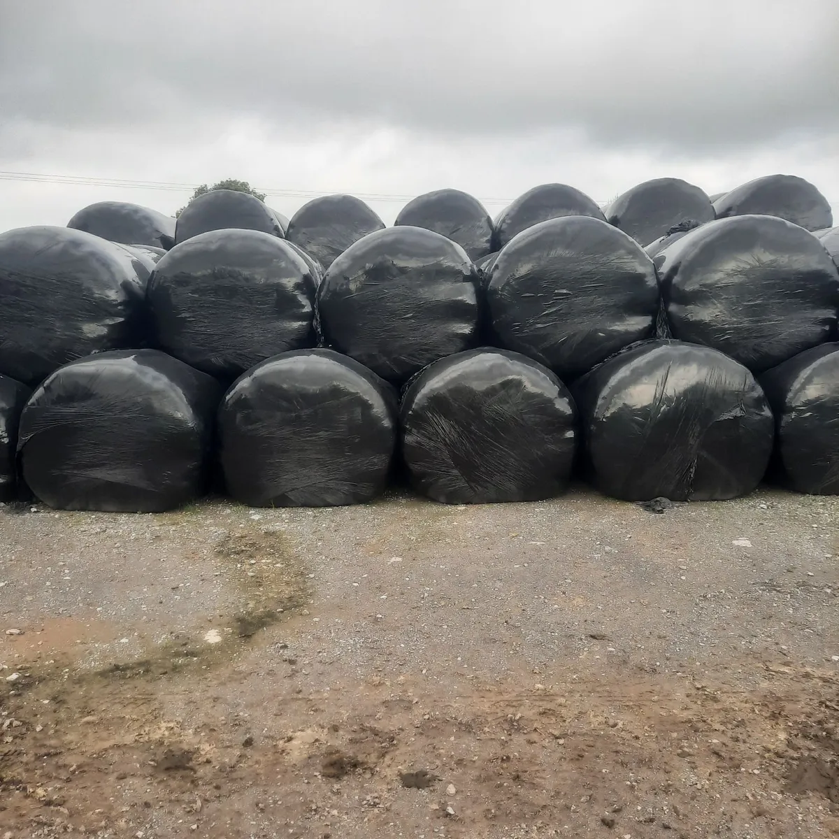 Silage - Image 1