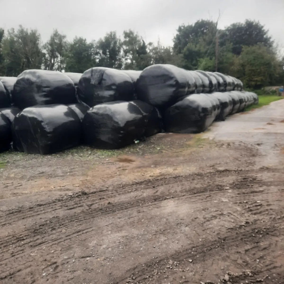 Silage - Image 2