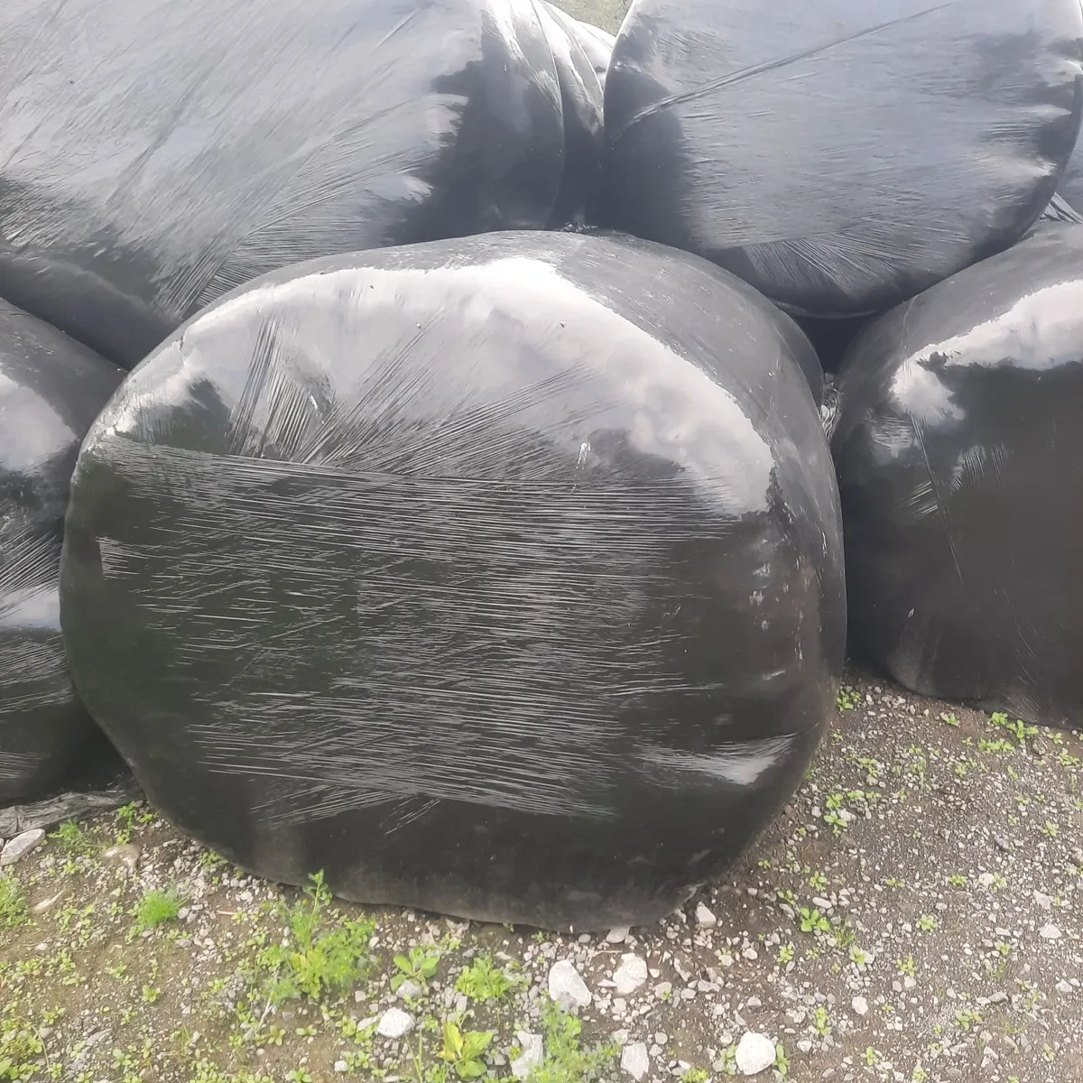 Silage - Image 3