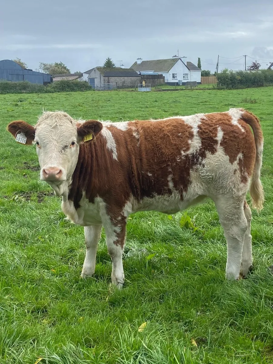 weanlings - Image 1