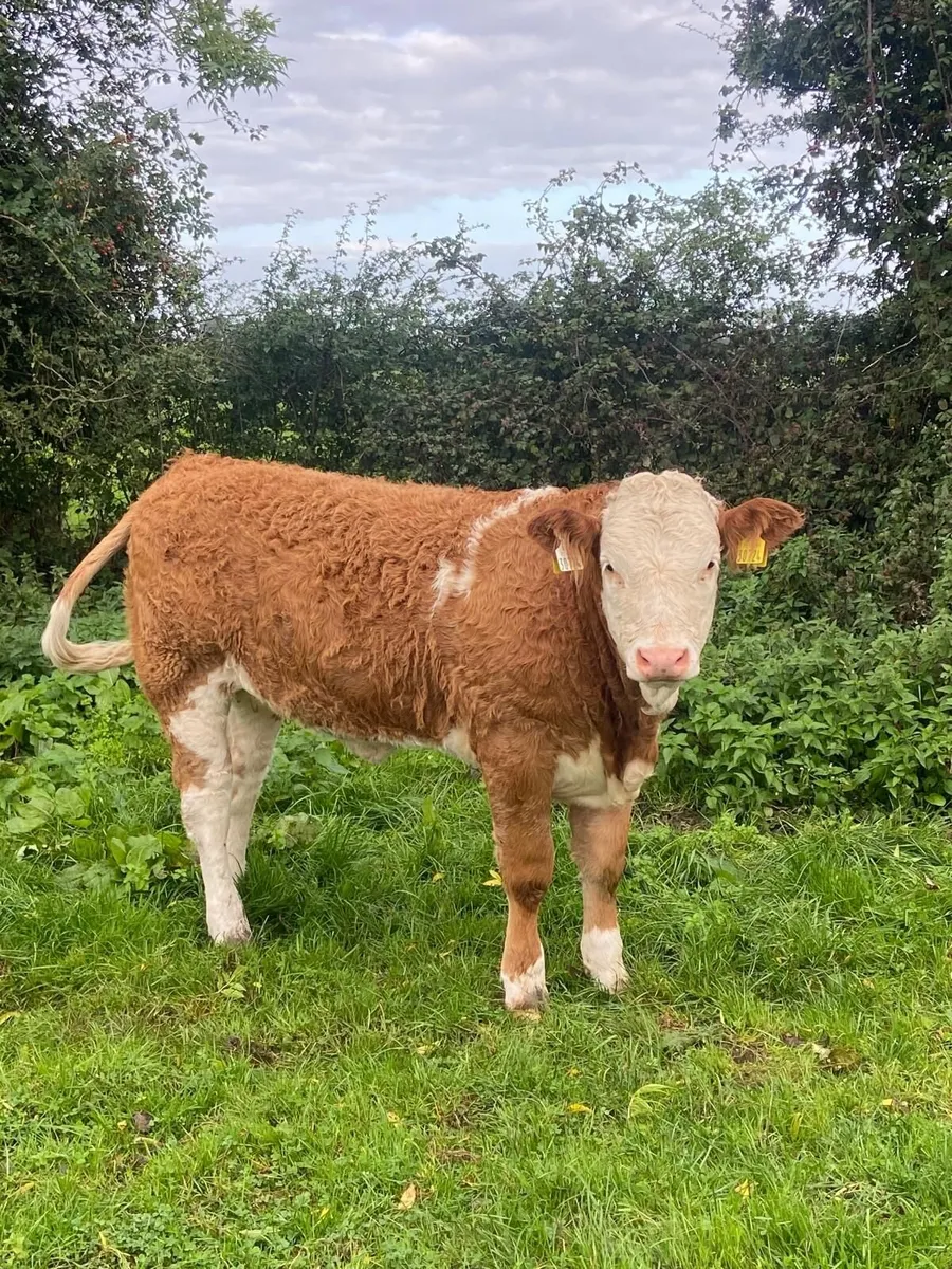 weanlings - Image 2