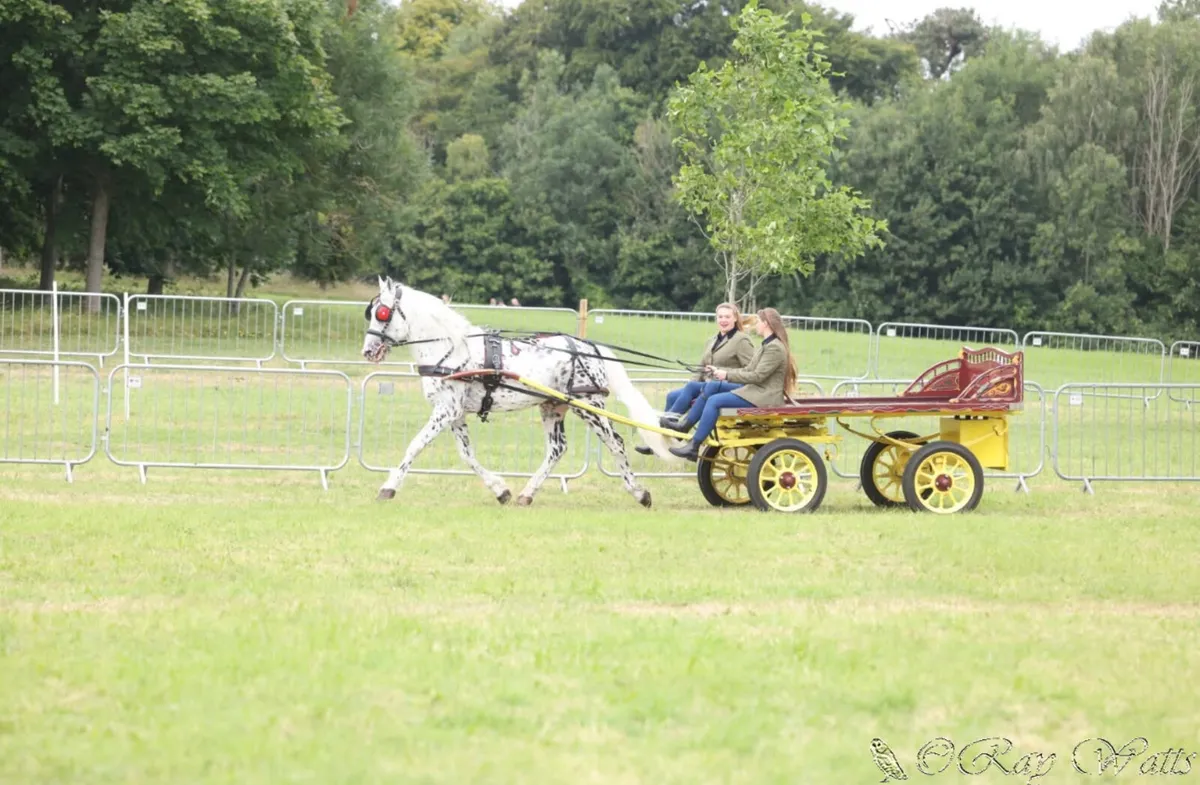 Year and half old colt - Image 3
