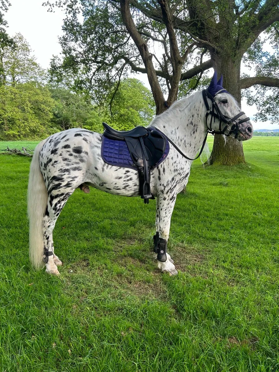 Year and half old colt - Image 4