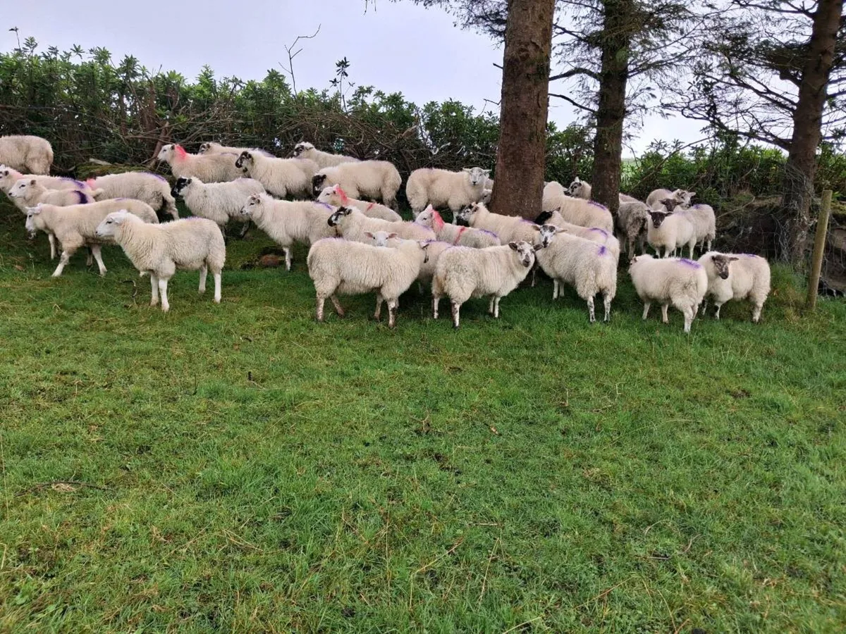 Ewe Lambs - Image 2