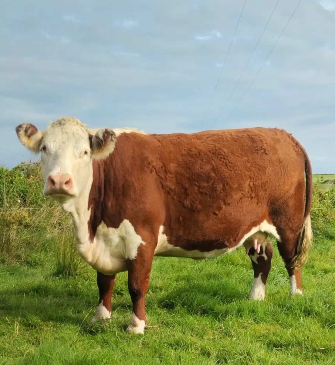 **Pedigree Hereford Dispersal** - Image 1