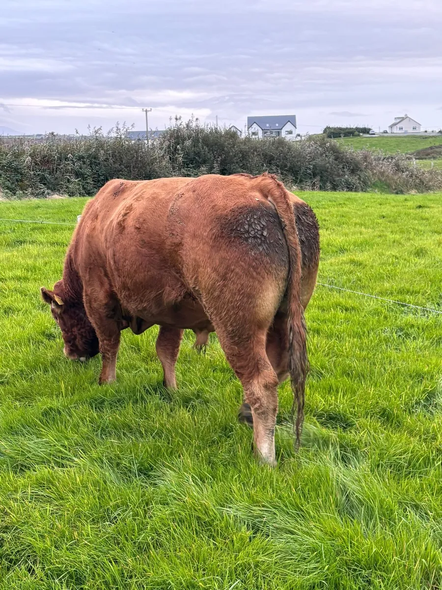 **Purebred LM Bull for sale** - Image 4