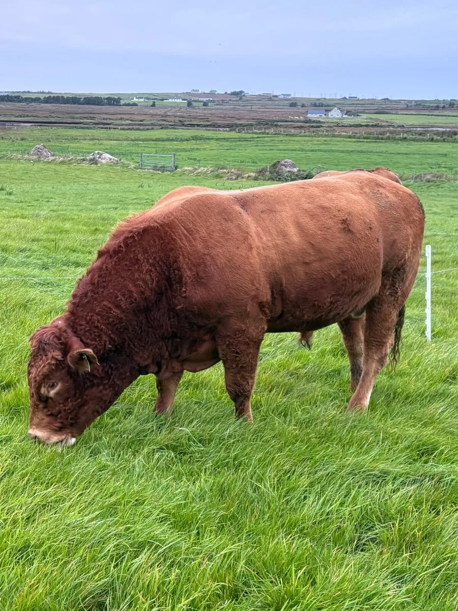 **Purebred LM Bull for sale** - Image 1