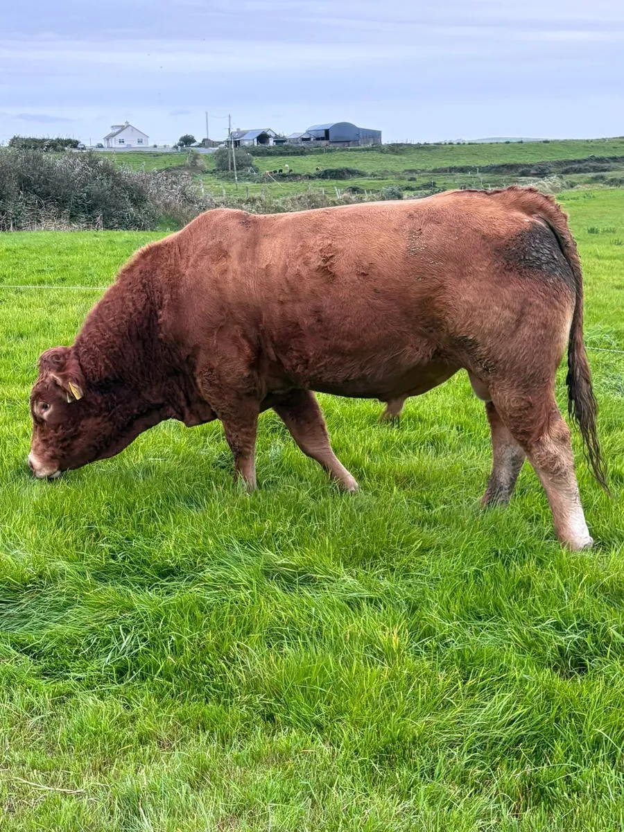 **Purebred LM Bull for sale** - Image 2