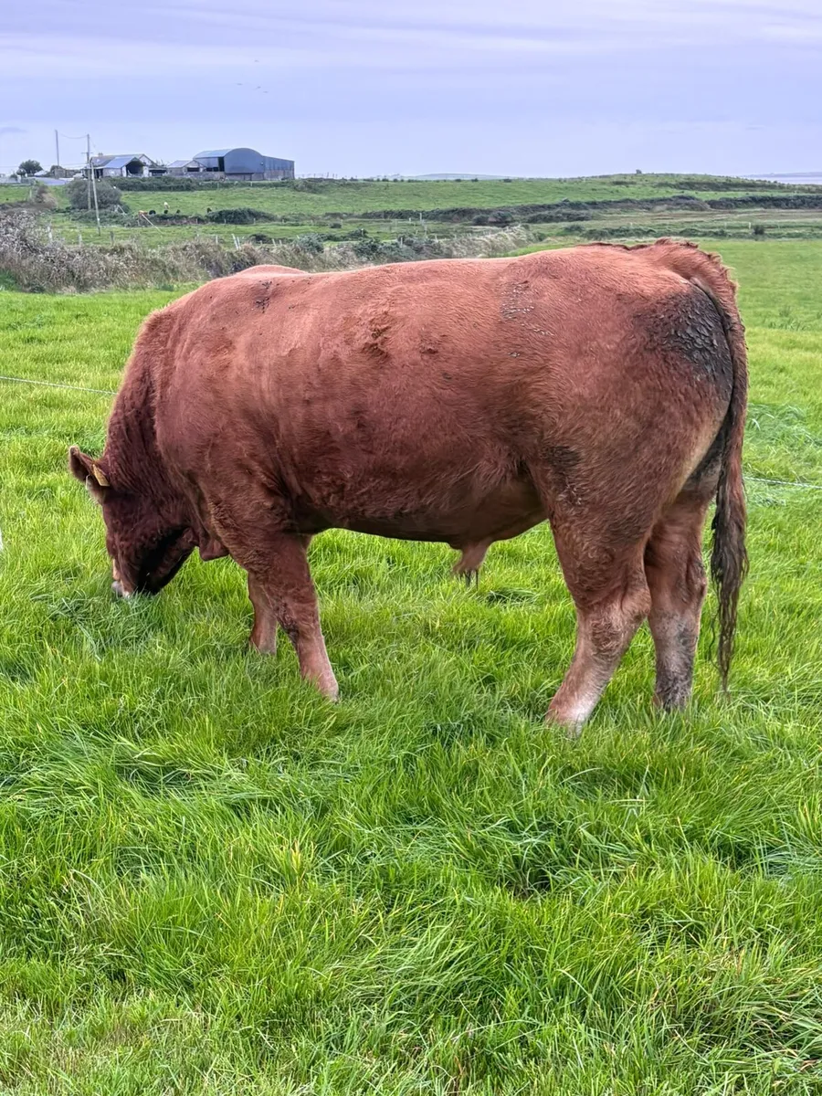 **Purebred LM Bull for sale** - Image 3
