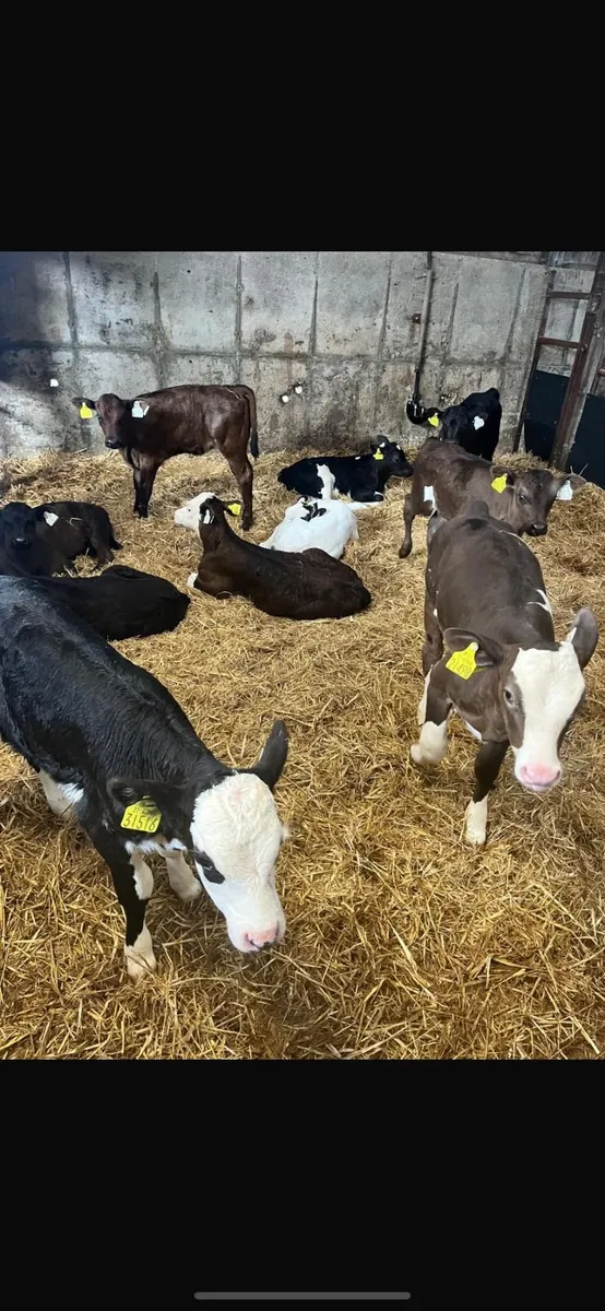 Continental Heifer Calves