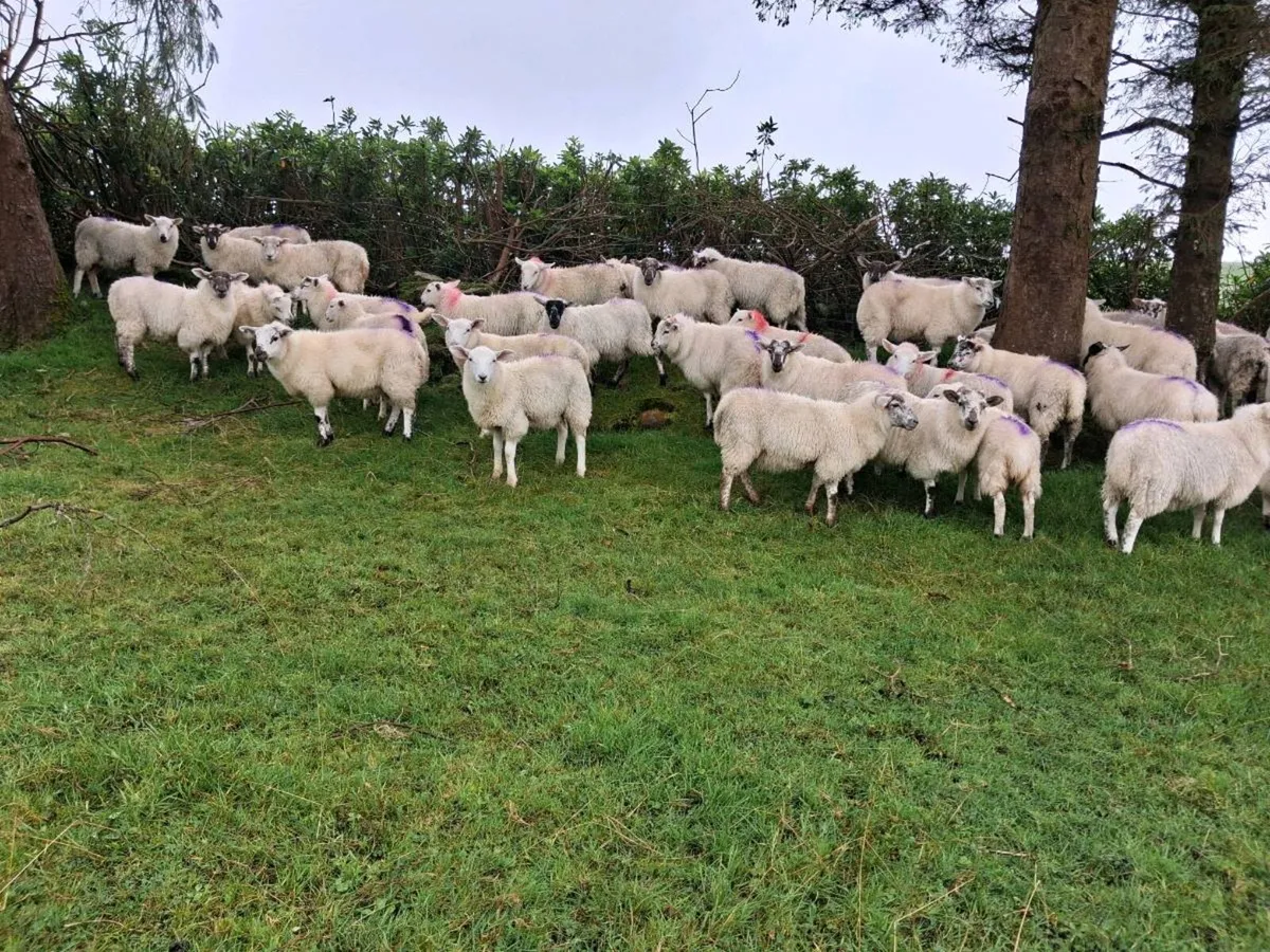 Ewe Lambs - Image 3