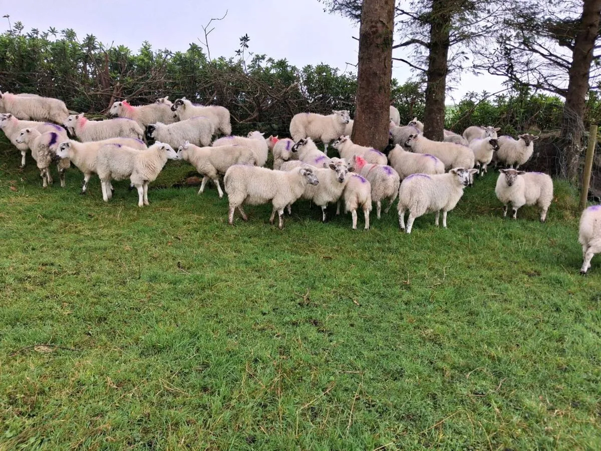 Ewe Lambs - Image 4