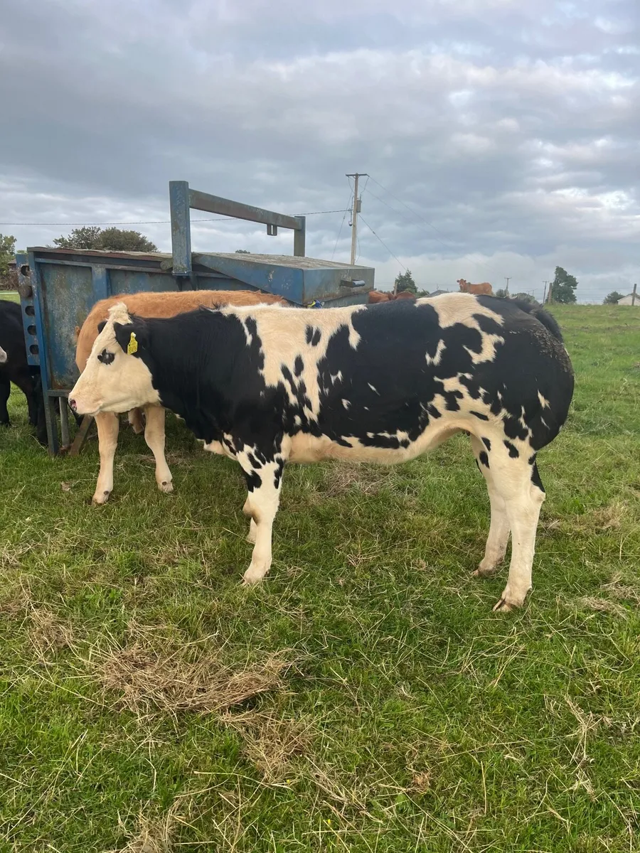 Superd overdose heifer for sale - Image 1