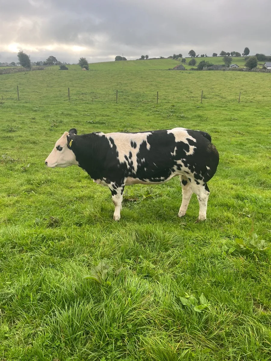 Superd overdose heifer for sale - Image 2
