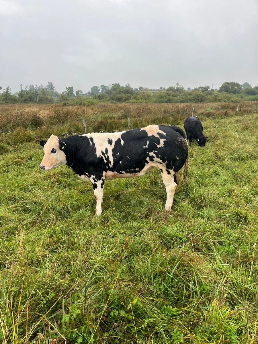 Superd overdose heifer for sale - Image 3