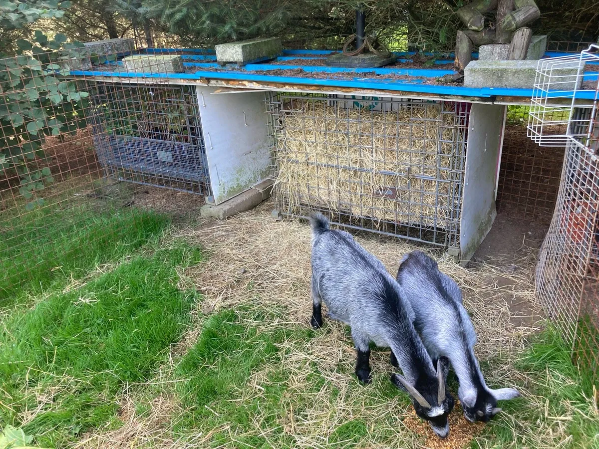 4 Silver Pygmy Goats - Image 2