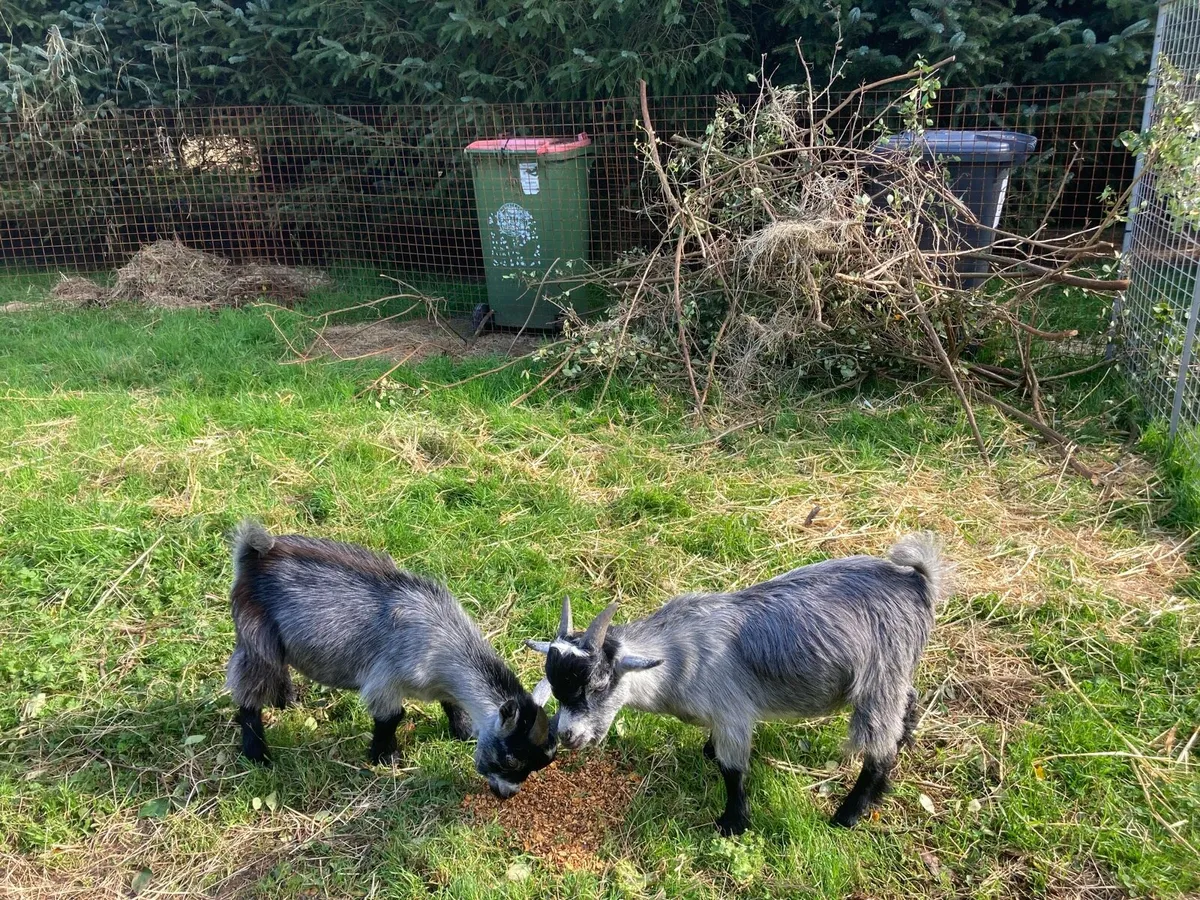 4 Silver Pygmy Goats - Image 3