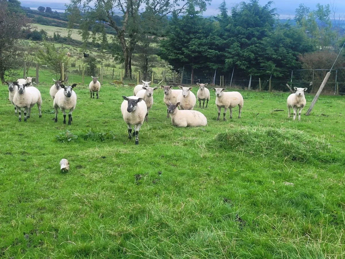 Top Class Hoggets Milford Mart Lot 20 - Image 1