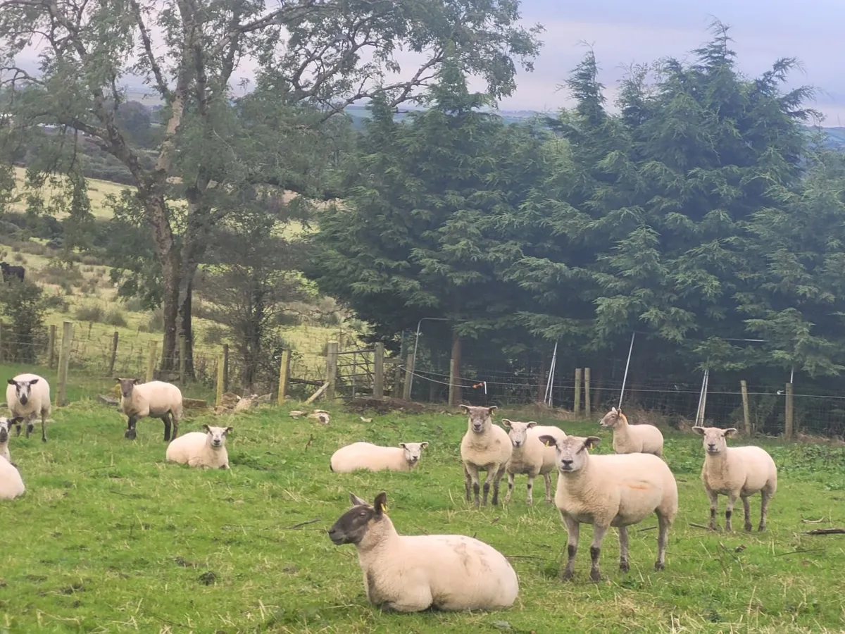 Top Class Hoggets Milford Mart Lot 20 - Image 2