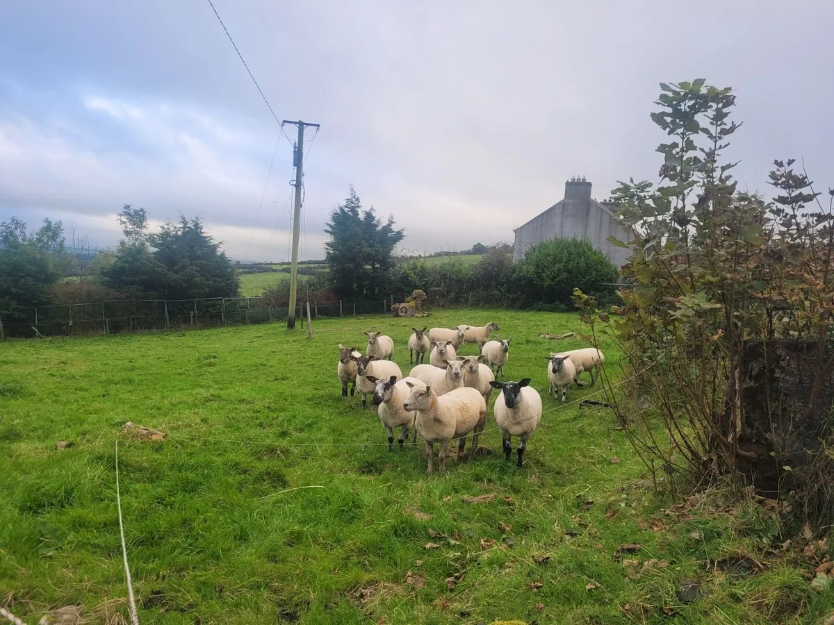 Top Class Hoggets Milford Mart Lot 20 - Image 3