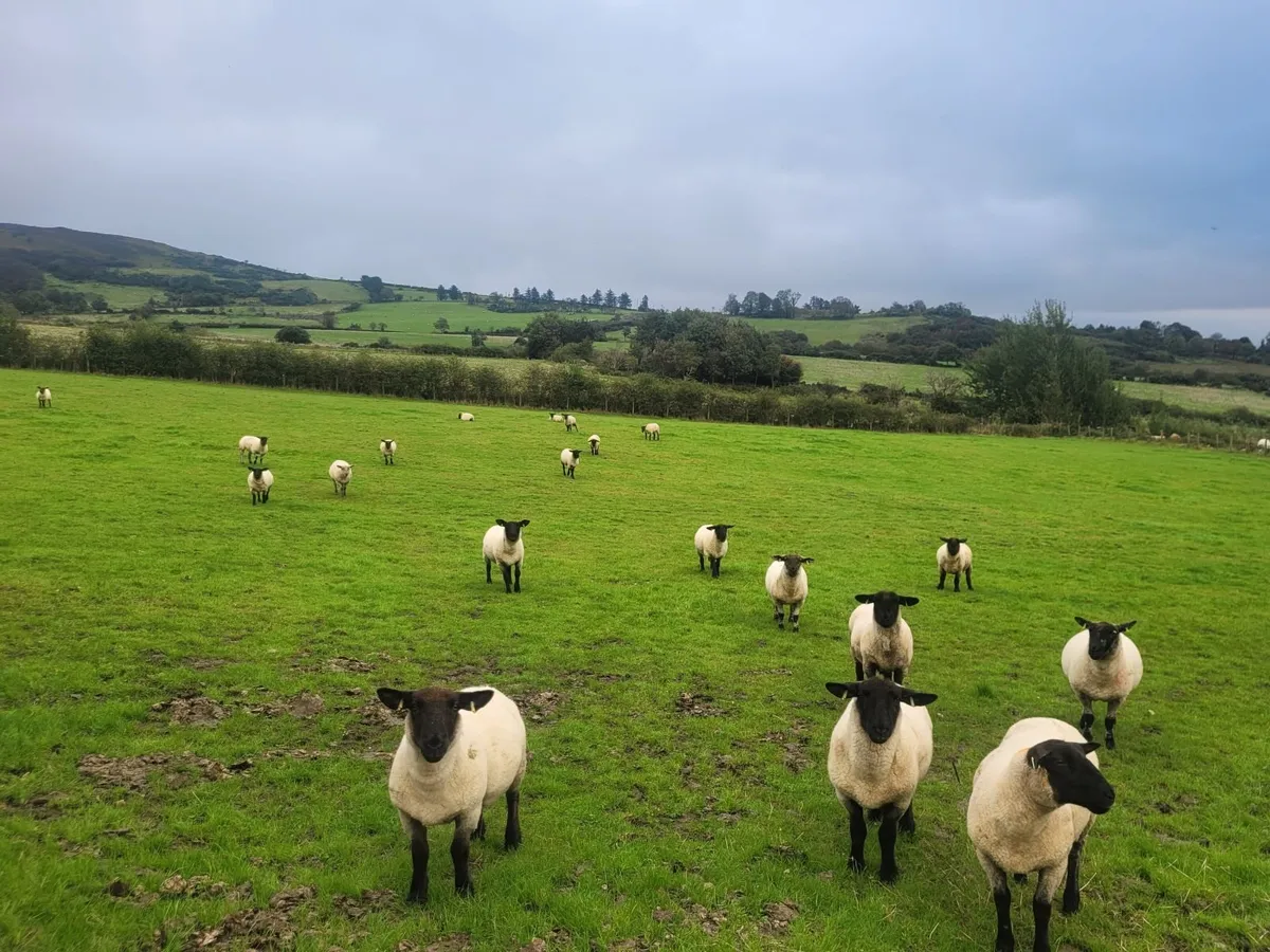 Top Class Hoggets Milford Mart Lot 20 - Image 4