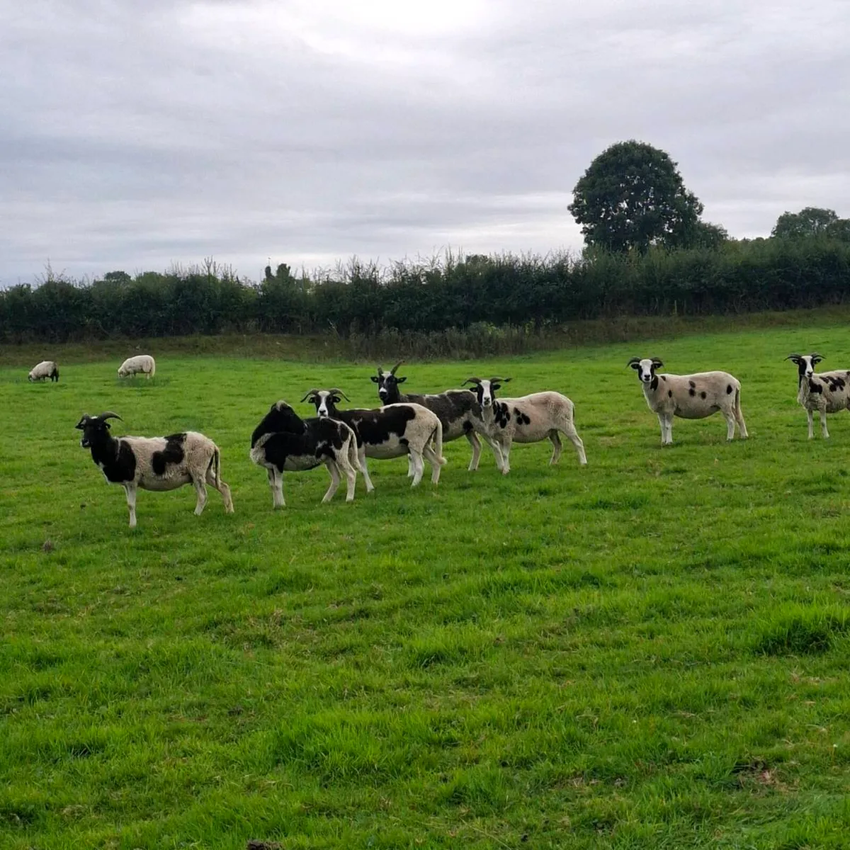 Jacob Ewes for sale - Image 1