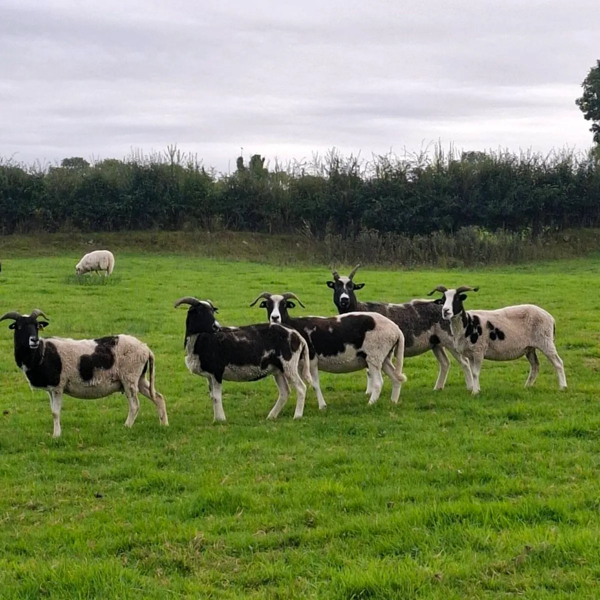 Jacob Ewes for sale - Image 2