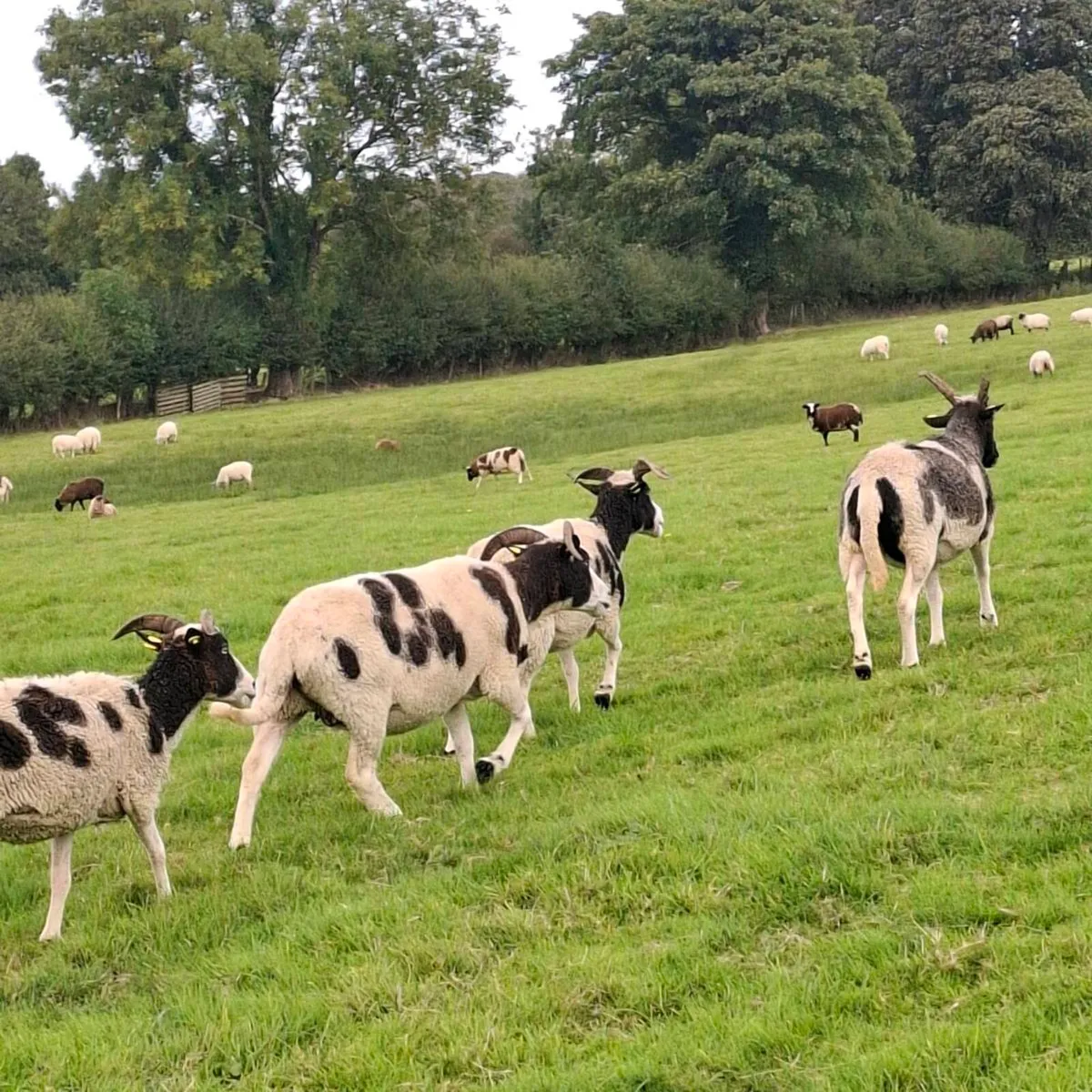 Jacob Ewes for sale - Image 3