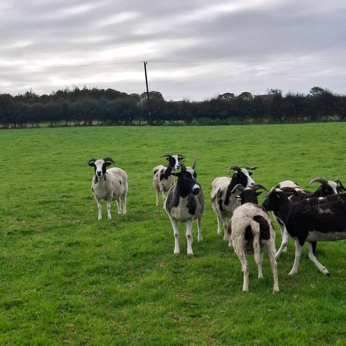 Jacob Ewes for sale - Image 4