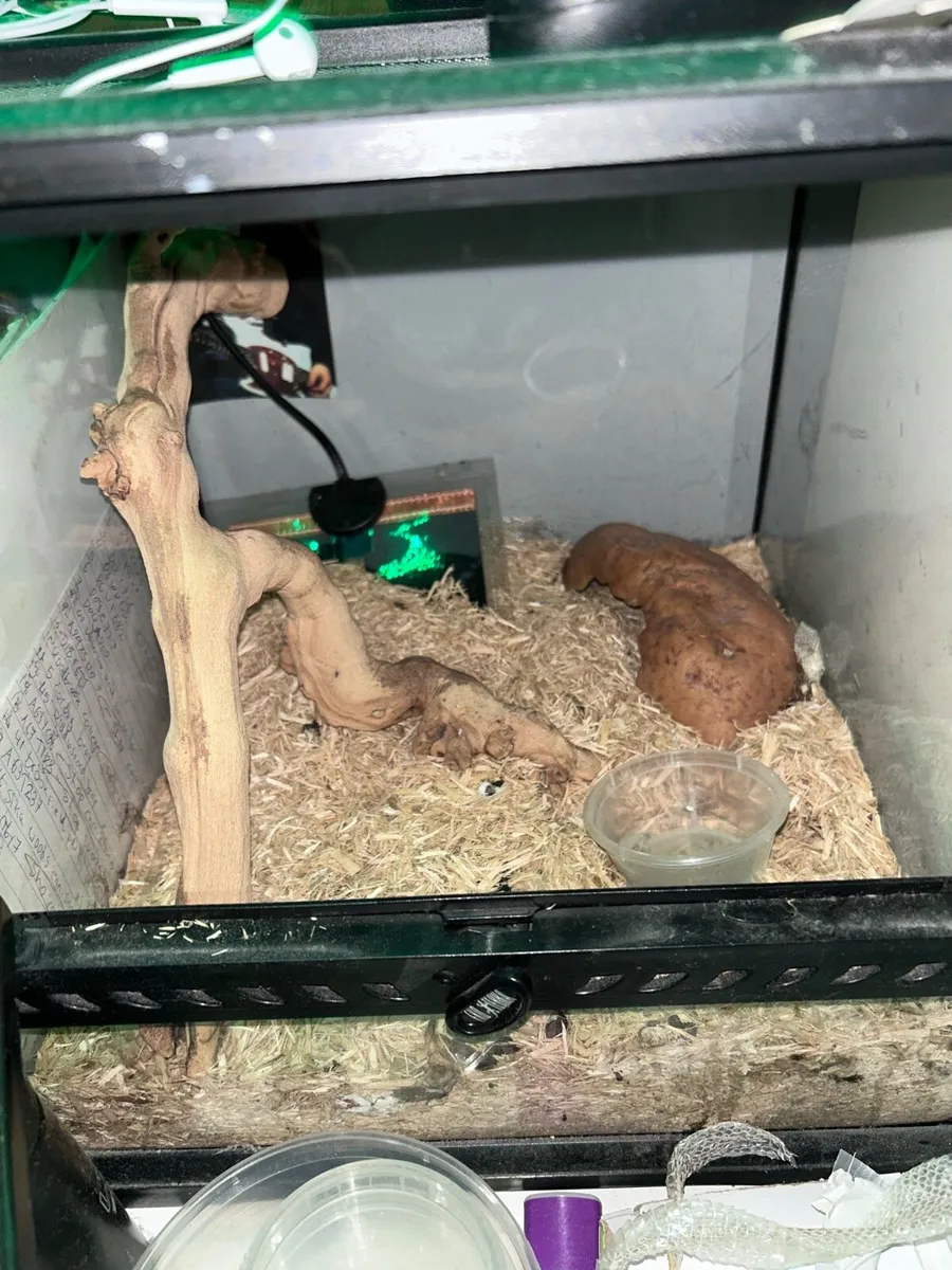 Corn snake - Image 2
