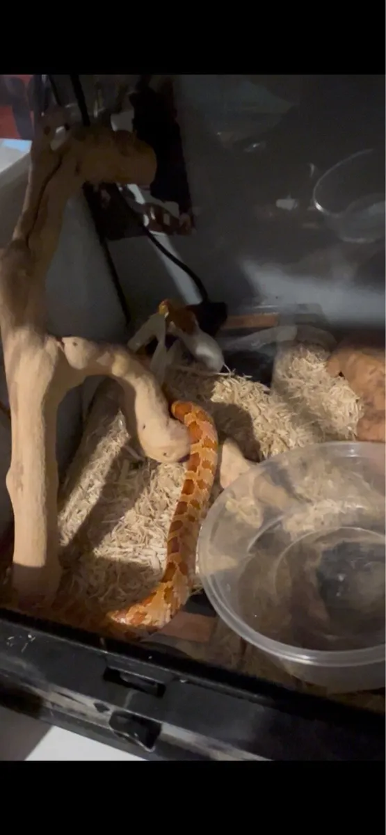 Corn snake - Image 3