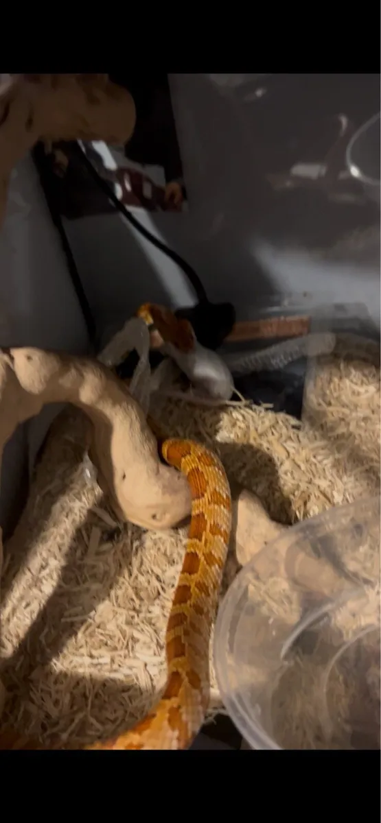 Corn snake - Image 4