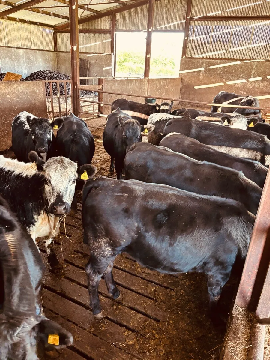 Cattle - Image 2