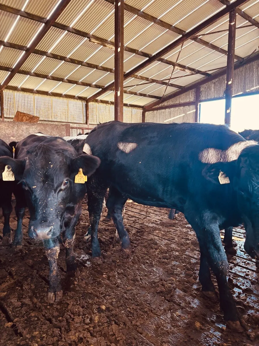 Cattle - Image 3