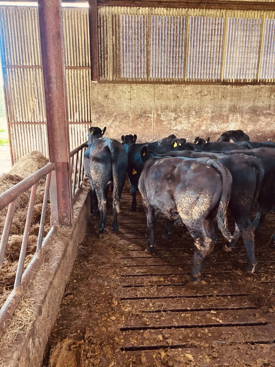 Cattle - Image 4