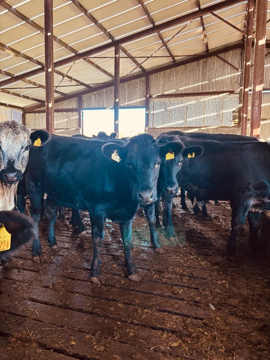 Cattle - Image 1