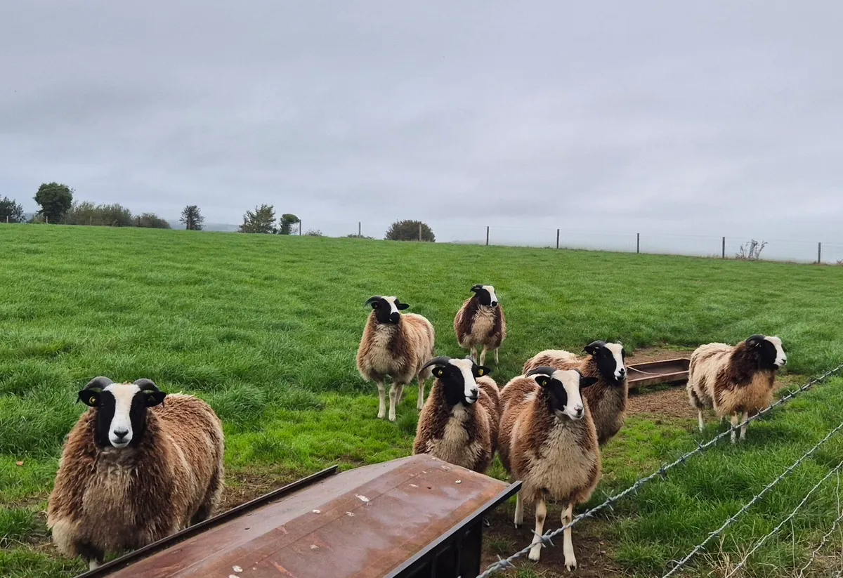 Pedigree Jacob Ewe Lambs - Image 3