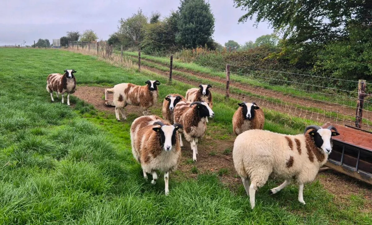 Pedigree Jacob Ewe Lambs - Image 4