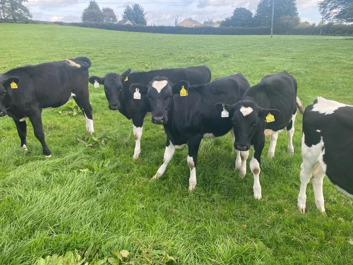 Weanling Heifer Calves - Image 2