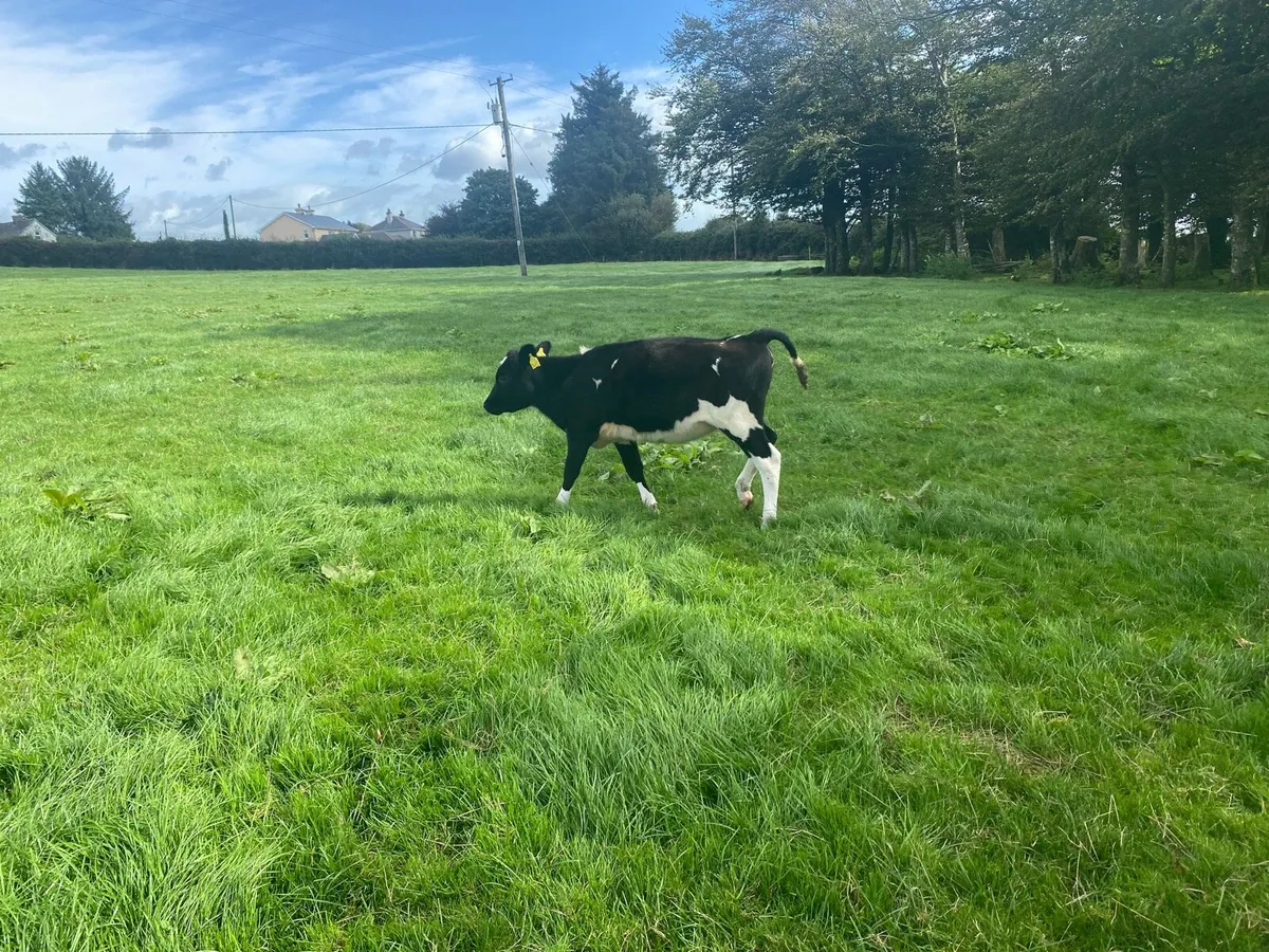 Weanling Heifer Calves - Image 3