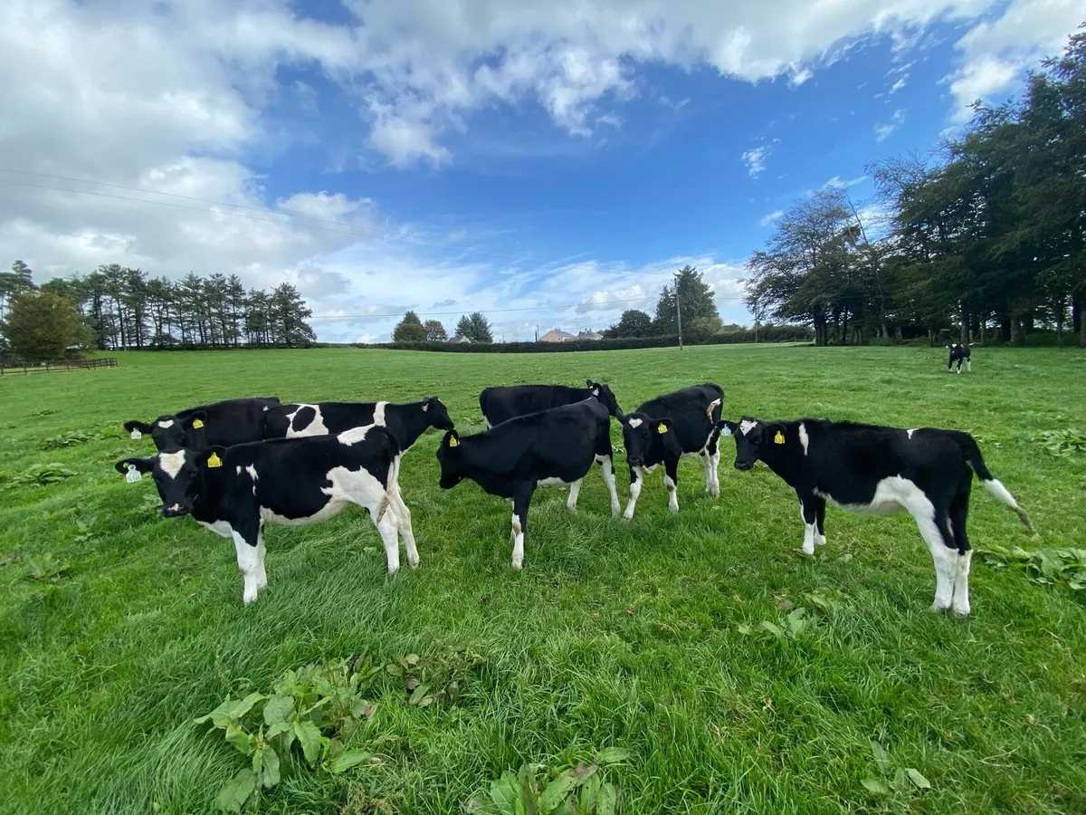 Weanling Heifer Calves - Image 1