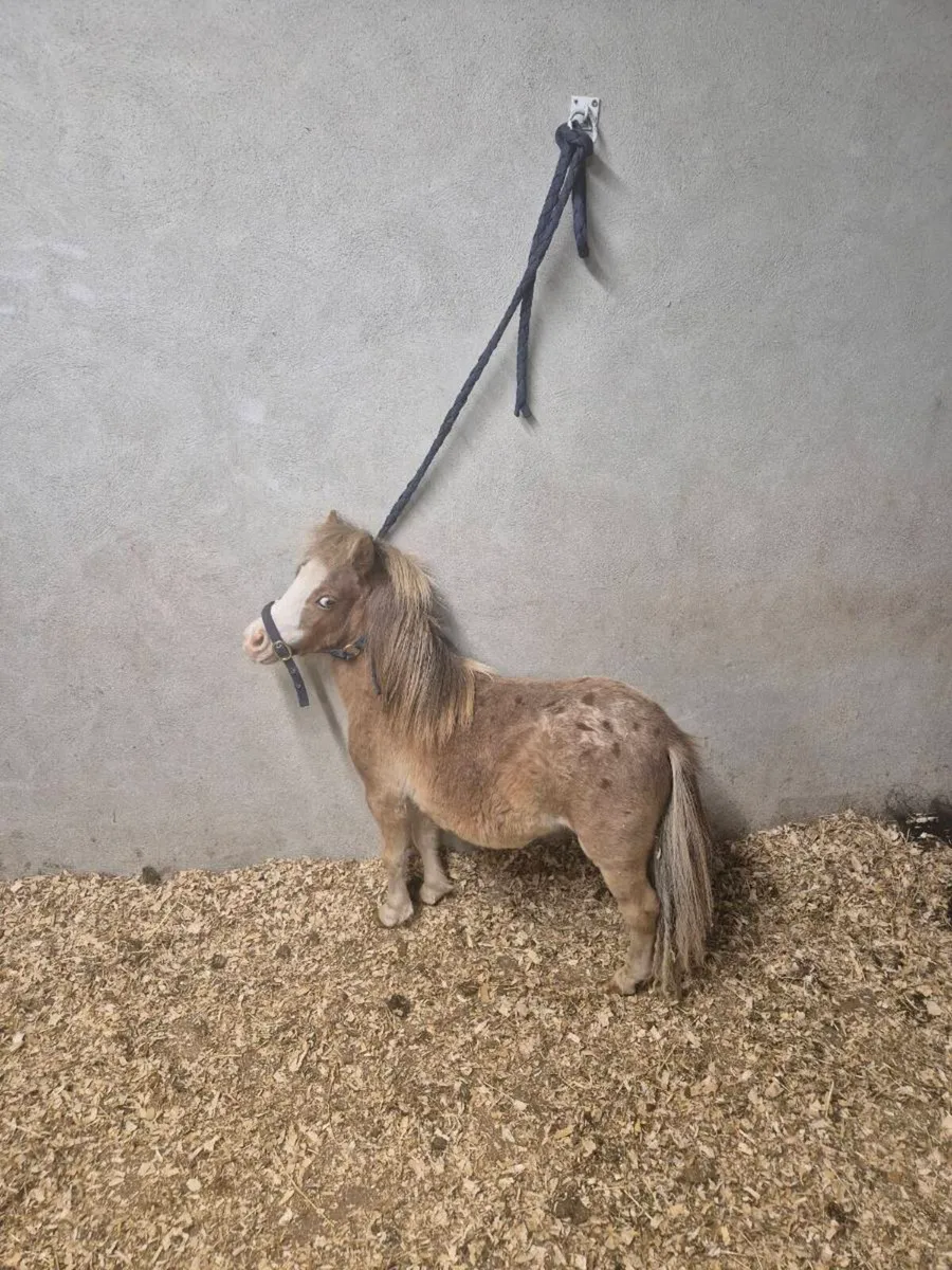 Yearling colt