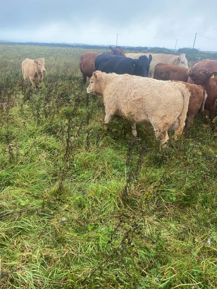 Organic cattle - Image 1