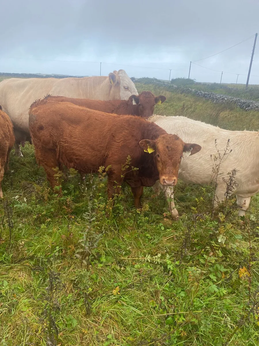 Organic cattle - Image 4
