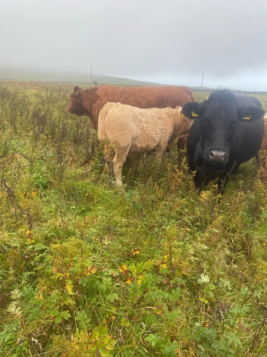 Organic cattle - Image 2