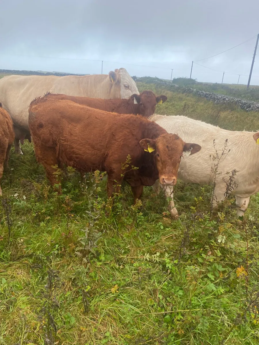 Organic cattle - Image 3